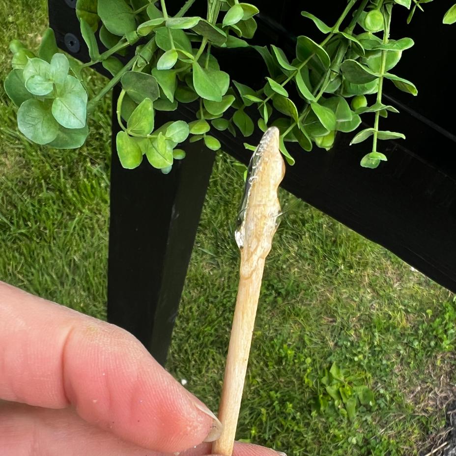 A hand holds a wooden stick with clear glue on its tip near a green leafy plant and a black surface, preparing for a DIY patriotic mailbox swag with grass visible in the background.