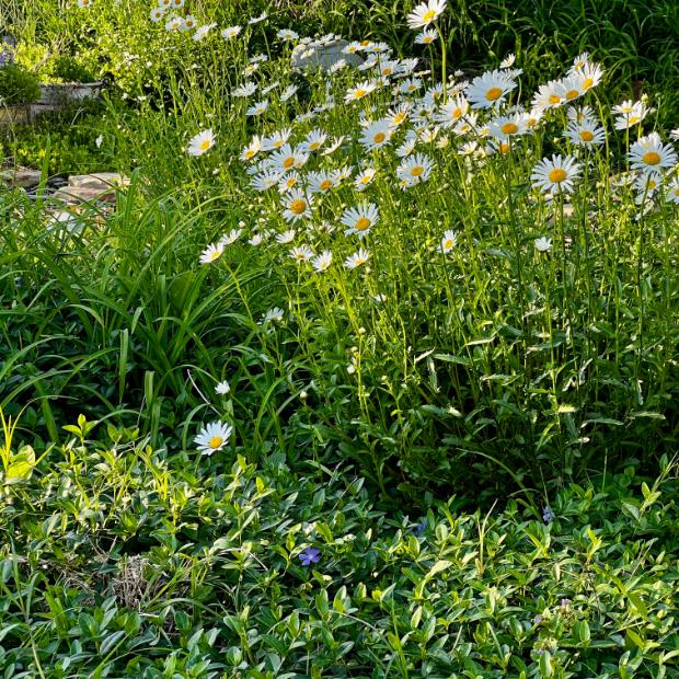 A lush garden with tall clusters of blooming white daisies and dense green foliage bathed in sunlight, with a few violet flowers scattered among the ground cover.