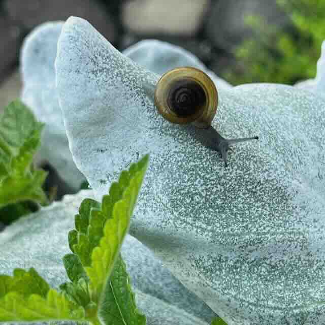 A small brown snail with a spiral shell crawls on a pale, fuzzy leaf surrounded by green leaves and blurred stone in the background.
