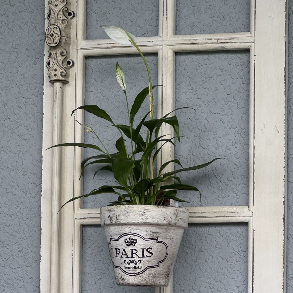 A peace lily from a neighborhood cutting garden in a white pot labeled "Paris" hangs on a decorative light gray textured wall next to a windowpane with white trim.
