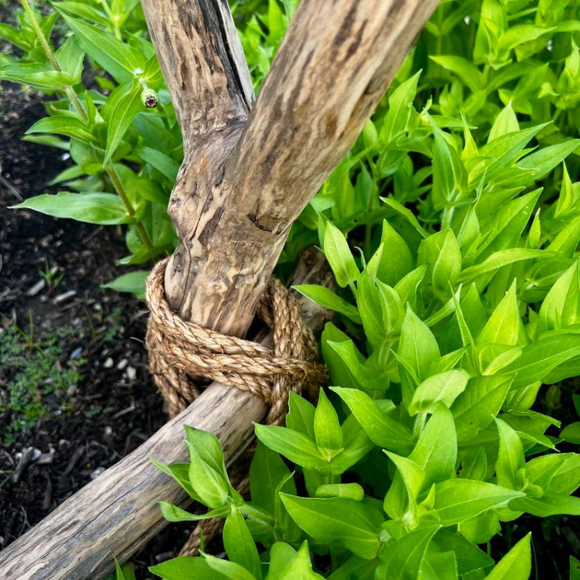 A close-up of wooden stakes tied together with rope, surrounded by vibrant green leaves and some soil visible in the background—an inviting glimpse of a neighborhood cutting garden.