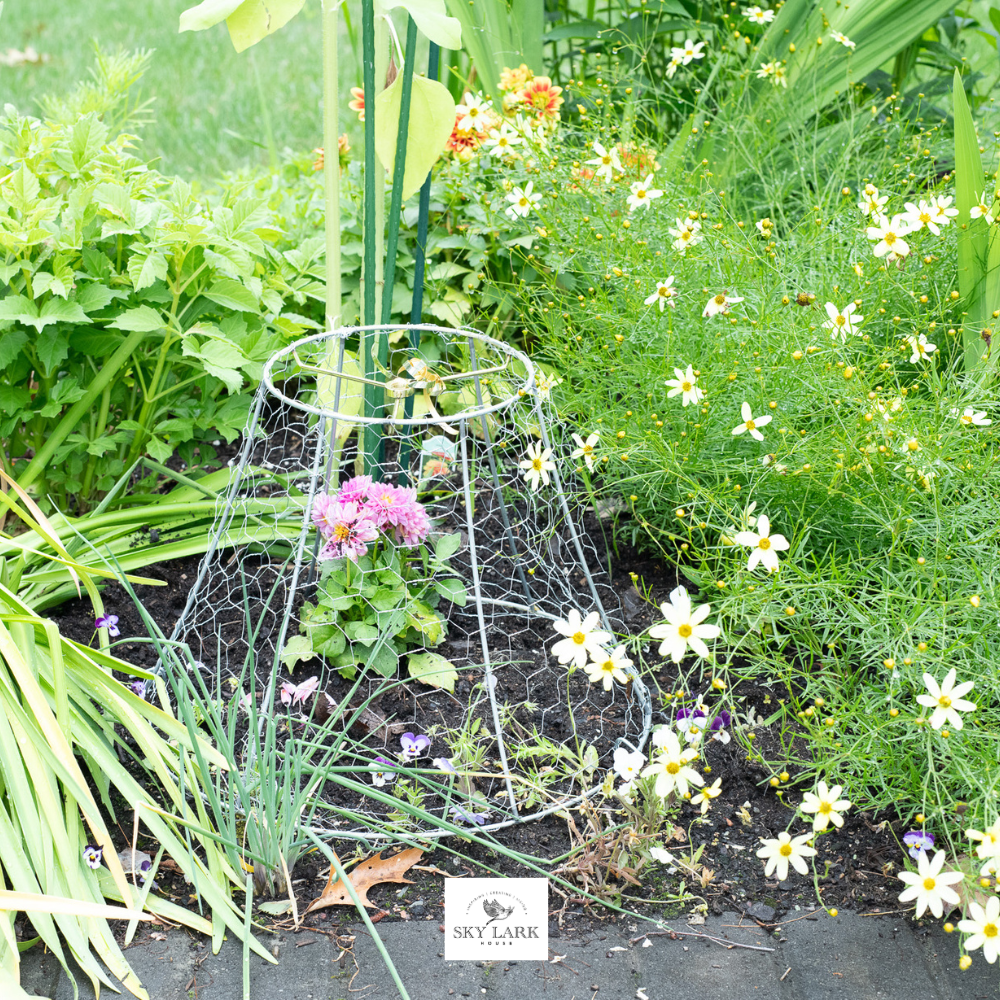 A wire plant cage protects a pink flowering plant in a garden bed surrounded by green foliage and white flowers, typical of a charming neighborhood cutting garden. A “SKY LARK” label is visible on the ground near the plant.