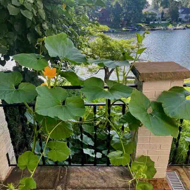 Vine with large green leaves and an orange flower growing along a black metal fence next to a brick pillar, overlooking a lake and greenery in the background.