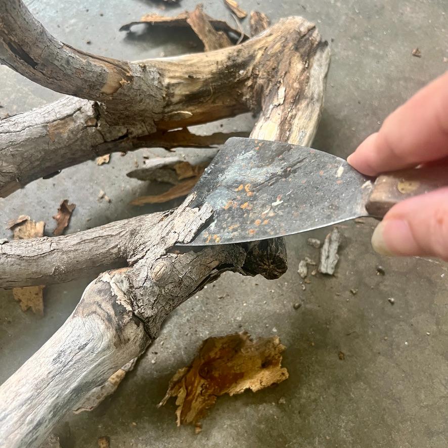 A hand uses a metal scraper to remove bark from a weathered piece of driftwood on a concrete surface, preparing it for display in a neighborhood cutting garden.