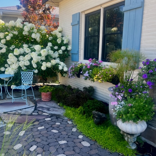 A cozy garden with a blue bistro set, blooming white hydrangeas, window boxes with purple flowers, and large planters in front of a house with blue shutters and paved stone walkway.