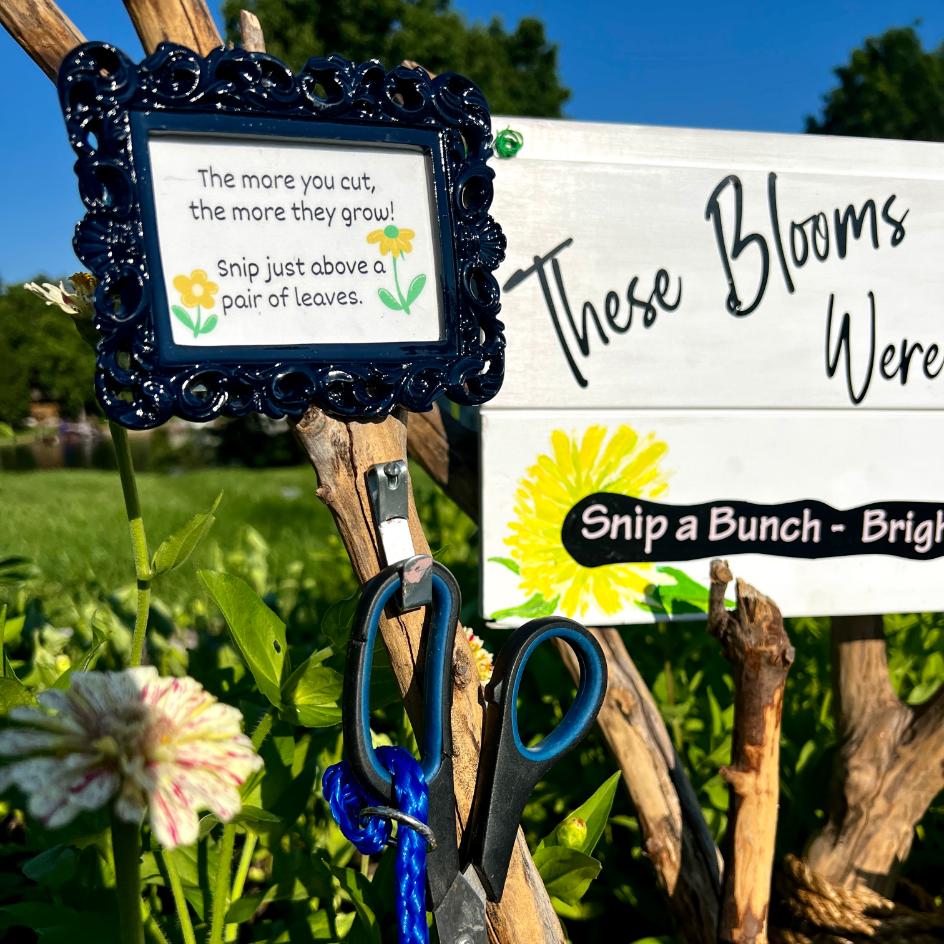 A sign with cutting instructions and scissors hangs in a neighborhood cutting garden filled with flowers. The sign reads, “The more you cut, the more they grow! Snip just above a pair of leaves.” Bright sunlight highlights the scene.