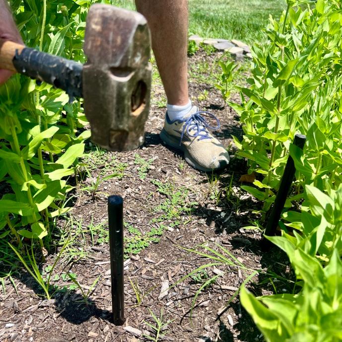 A person uses a hammer to pound a metal stake into the ground between green plants in a neighborhood cutting garden, wearing shorts and blue sneakers on a sunny day.