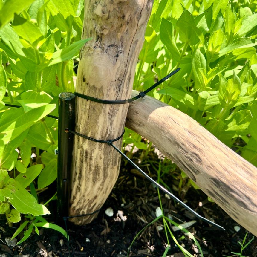 Two wooden branches are secured together with black zip ties near green leafy plants in a neighborhood cutting garden bed with dark soil.